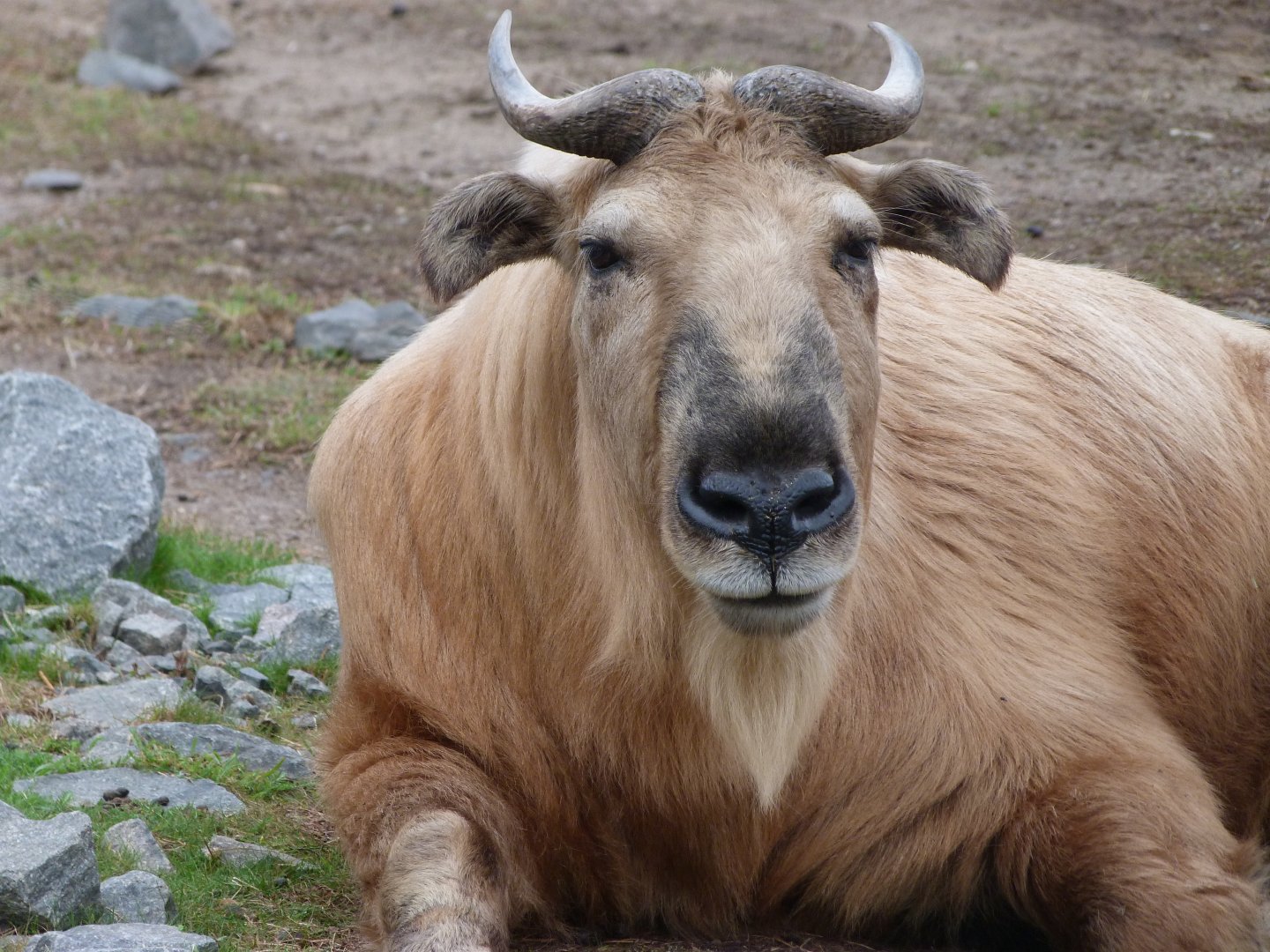 Golden takin -Tierpark Berlin (2024)