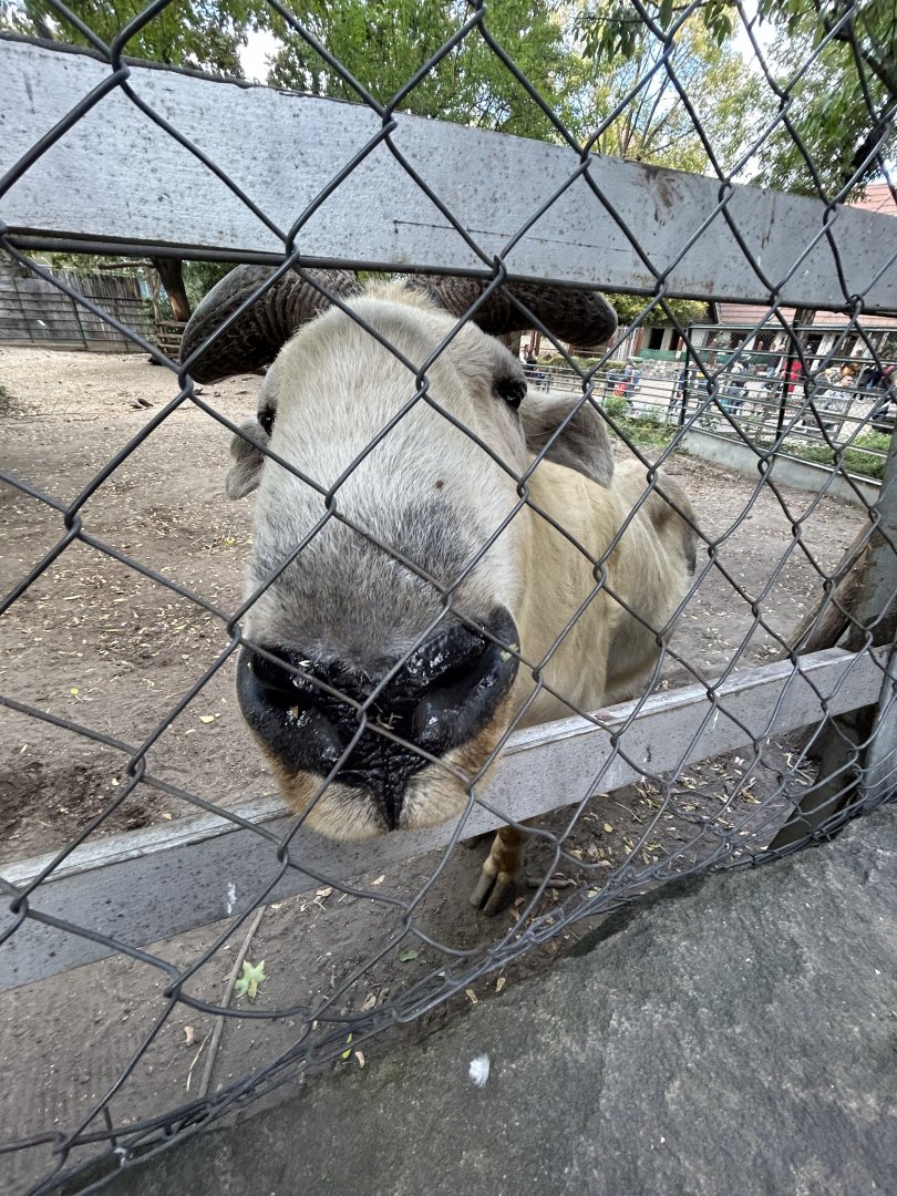 Golden Takin Up-close (Minimal Barriers!)
