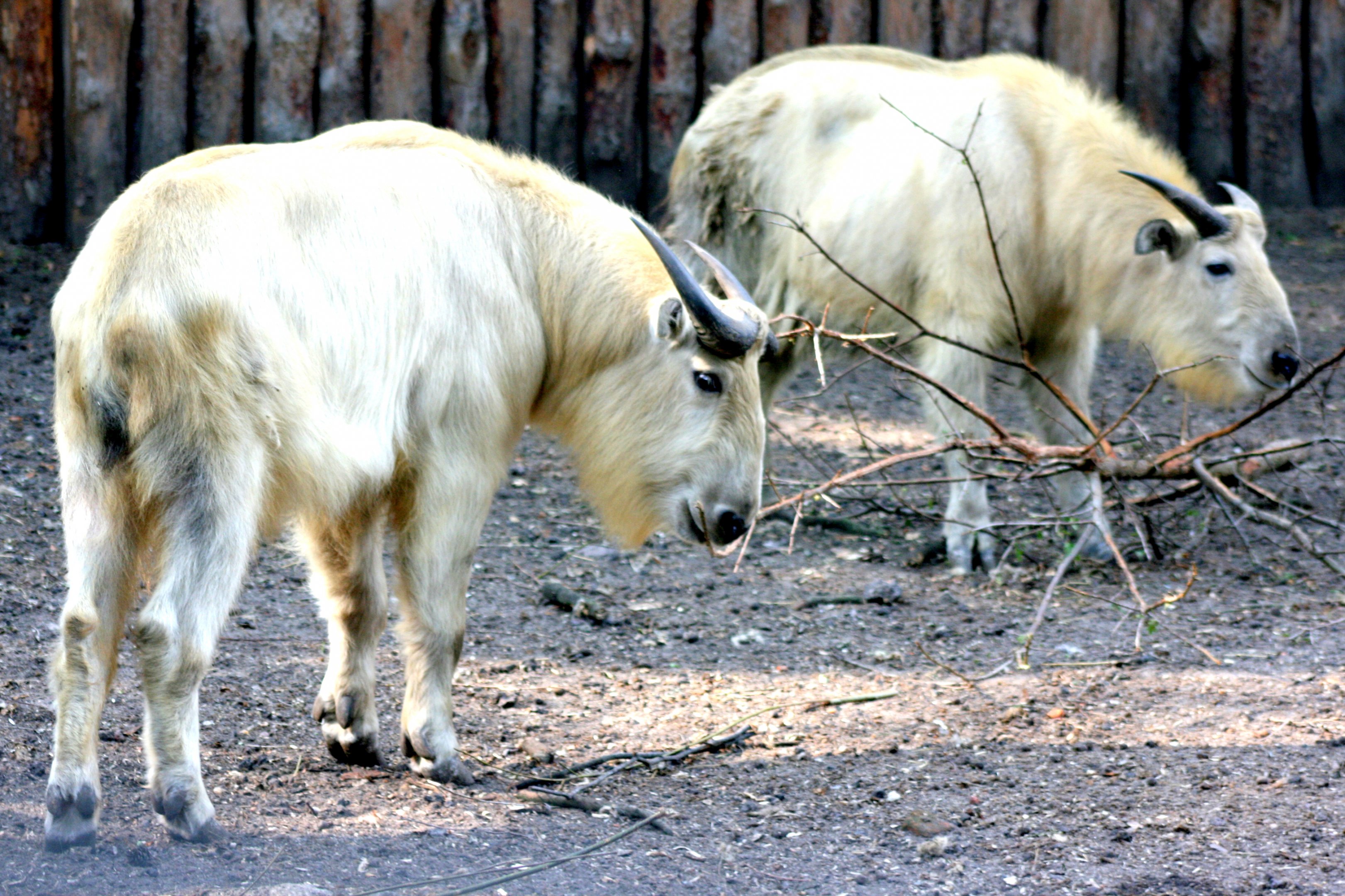 Golden takin; Wroclaw; 8th September 2017