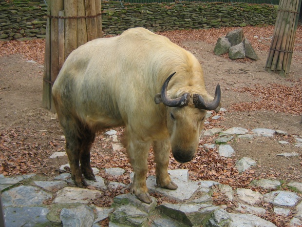 Golden Takin @ zoo Liberec