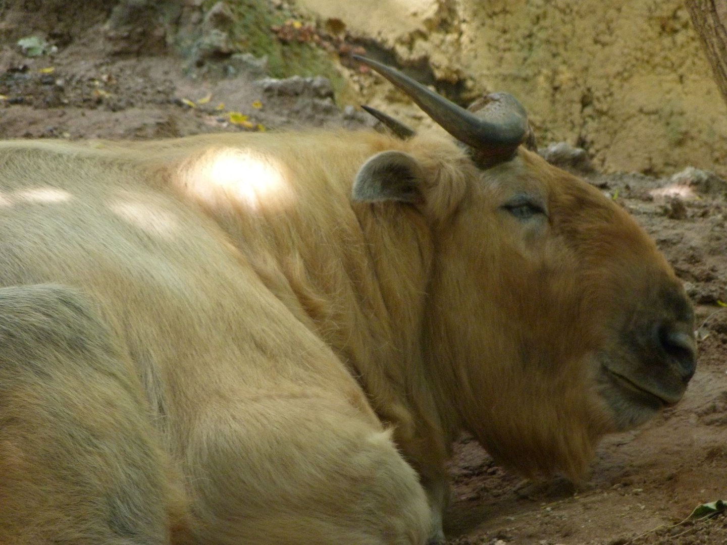 Golden takin -Zoo Plzeň (2025)