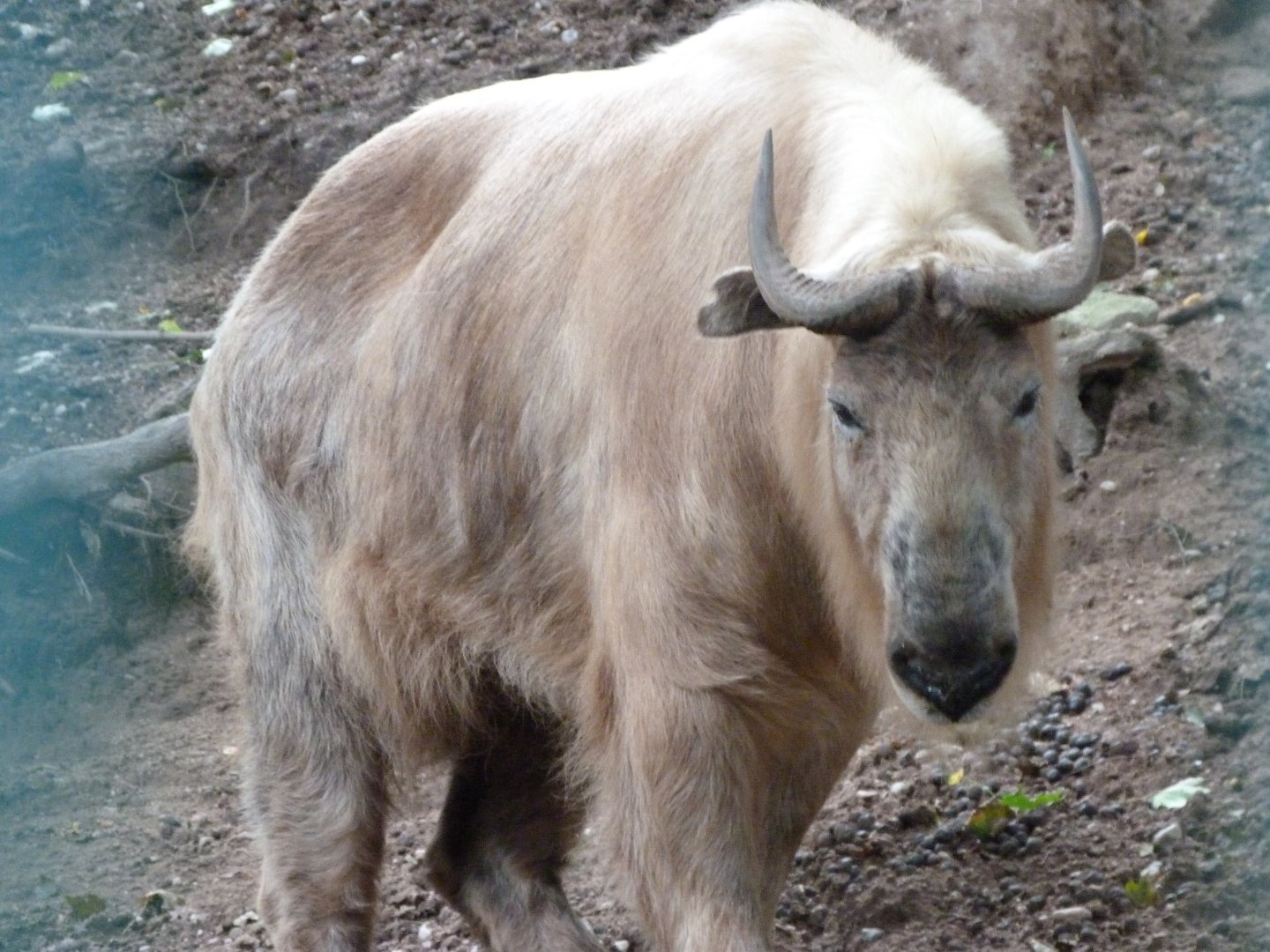 Golden takin -Zoo Plzeň (2025)
