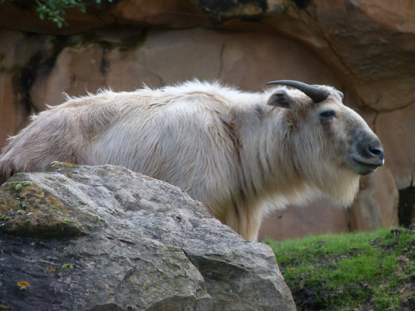Golden takin -ZooParc de Beauval (2025)