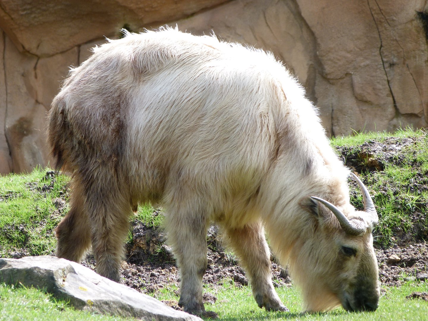 Golden takin -ZooParc de Beauval (2025)