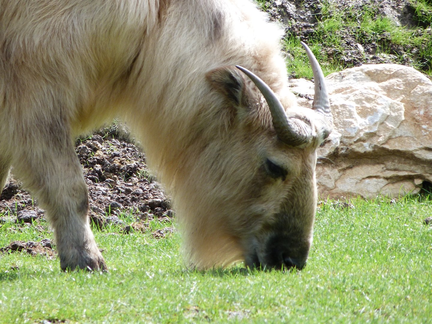Golden takin -ZooParc de Beauval (2025)