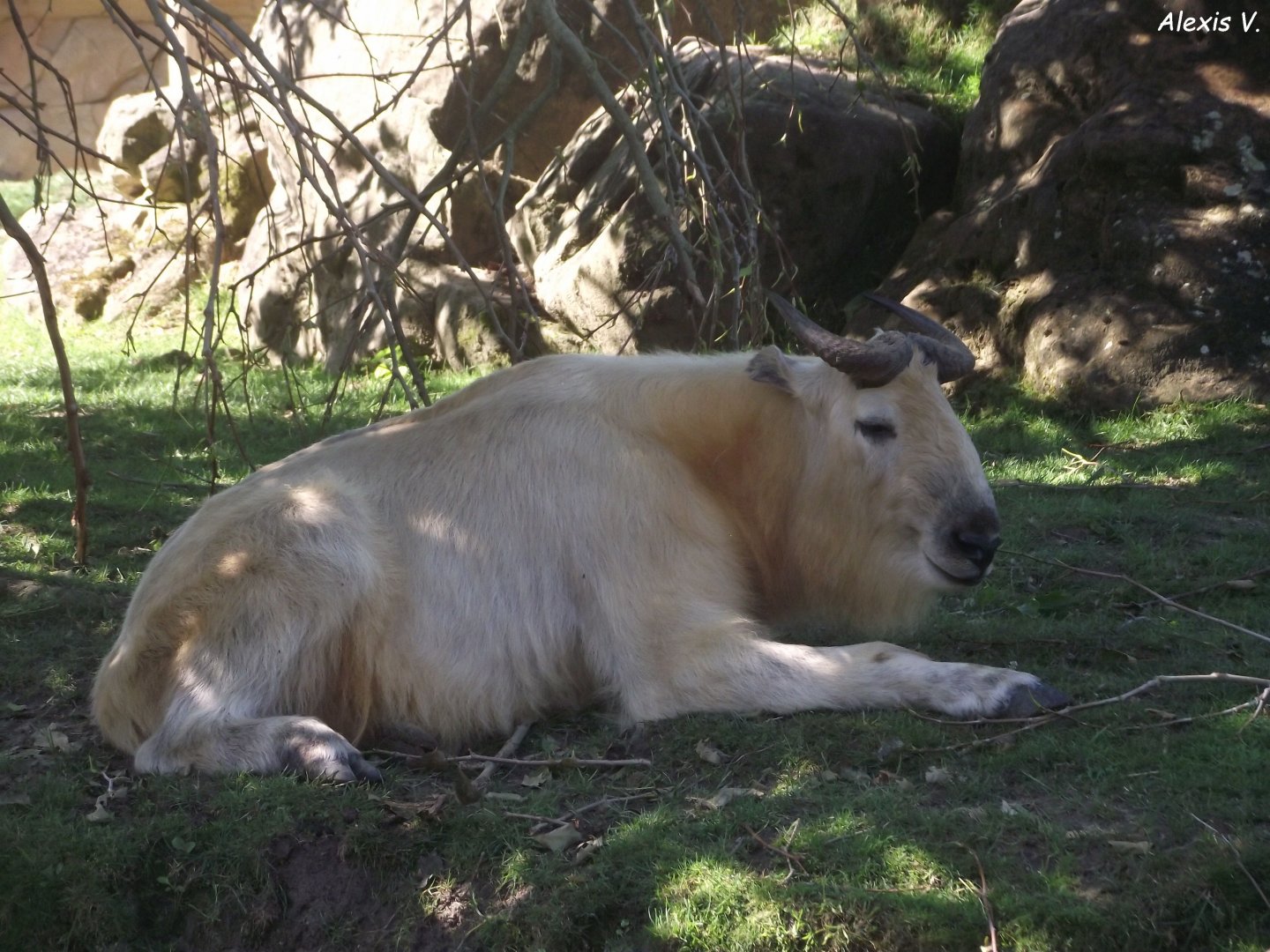 Golden Takin - Zooparc de Beauval, 28/06/2025