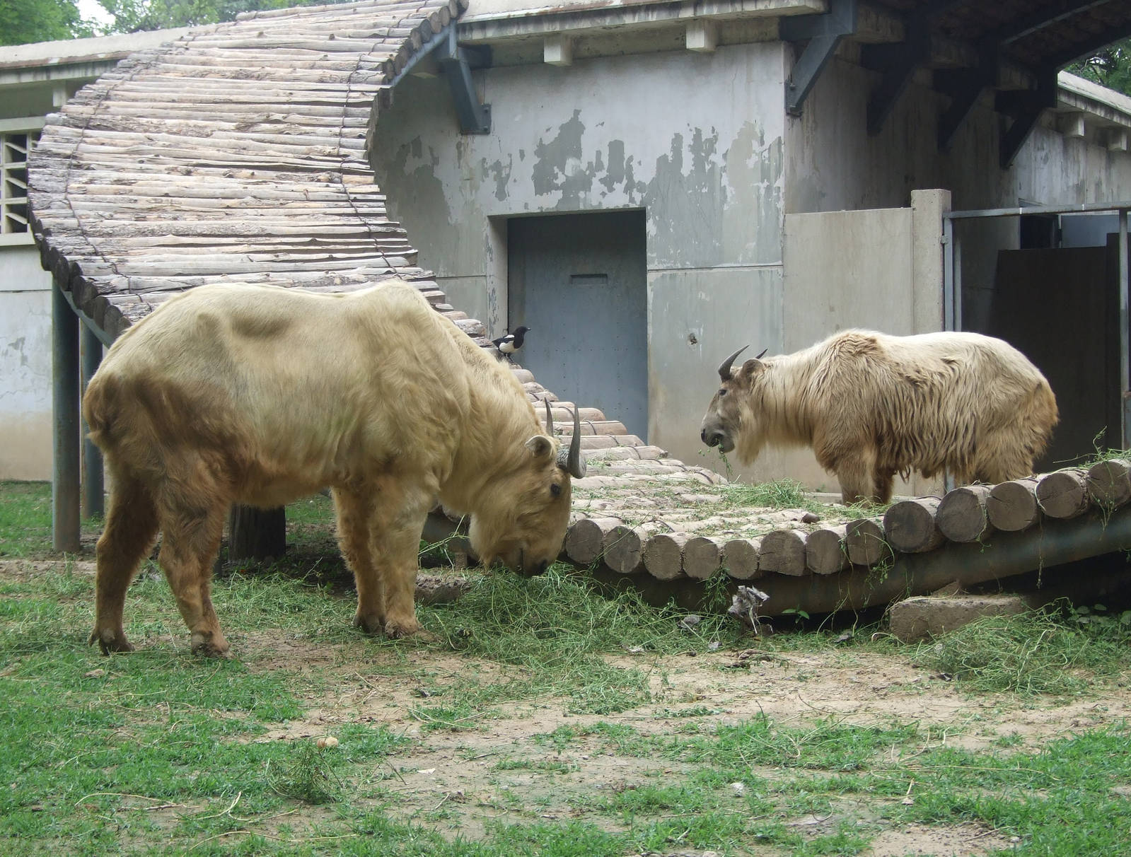 Golden takin