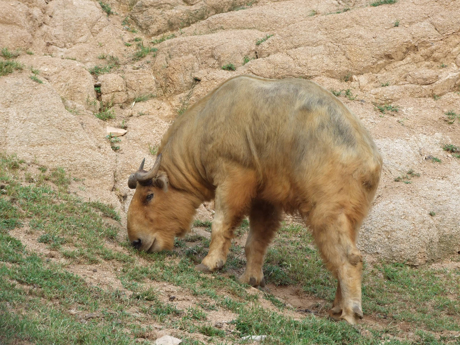 Golden takin