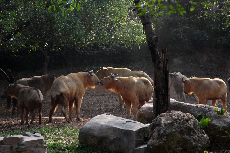 Golden takin