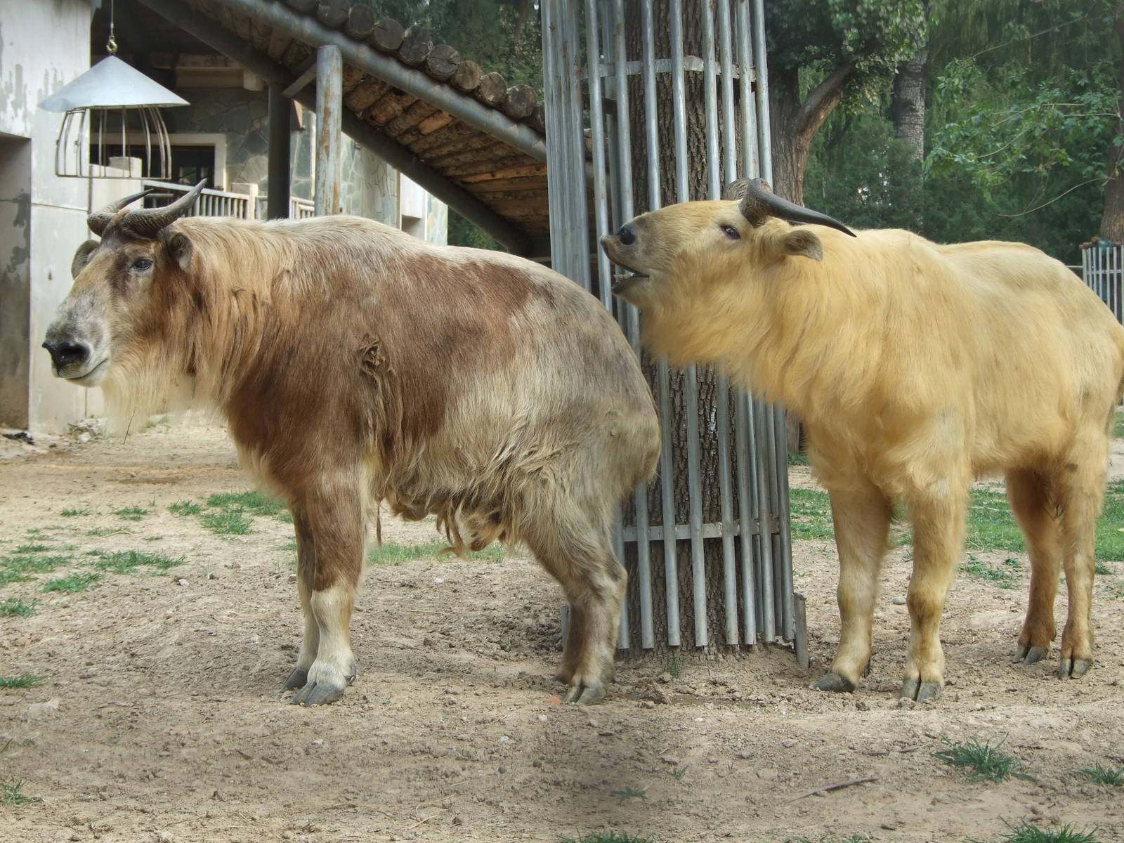 Golden takin