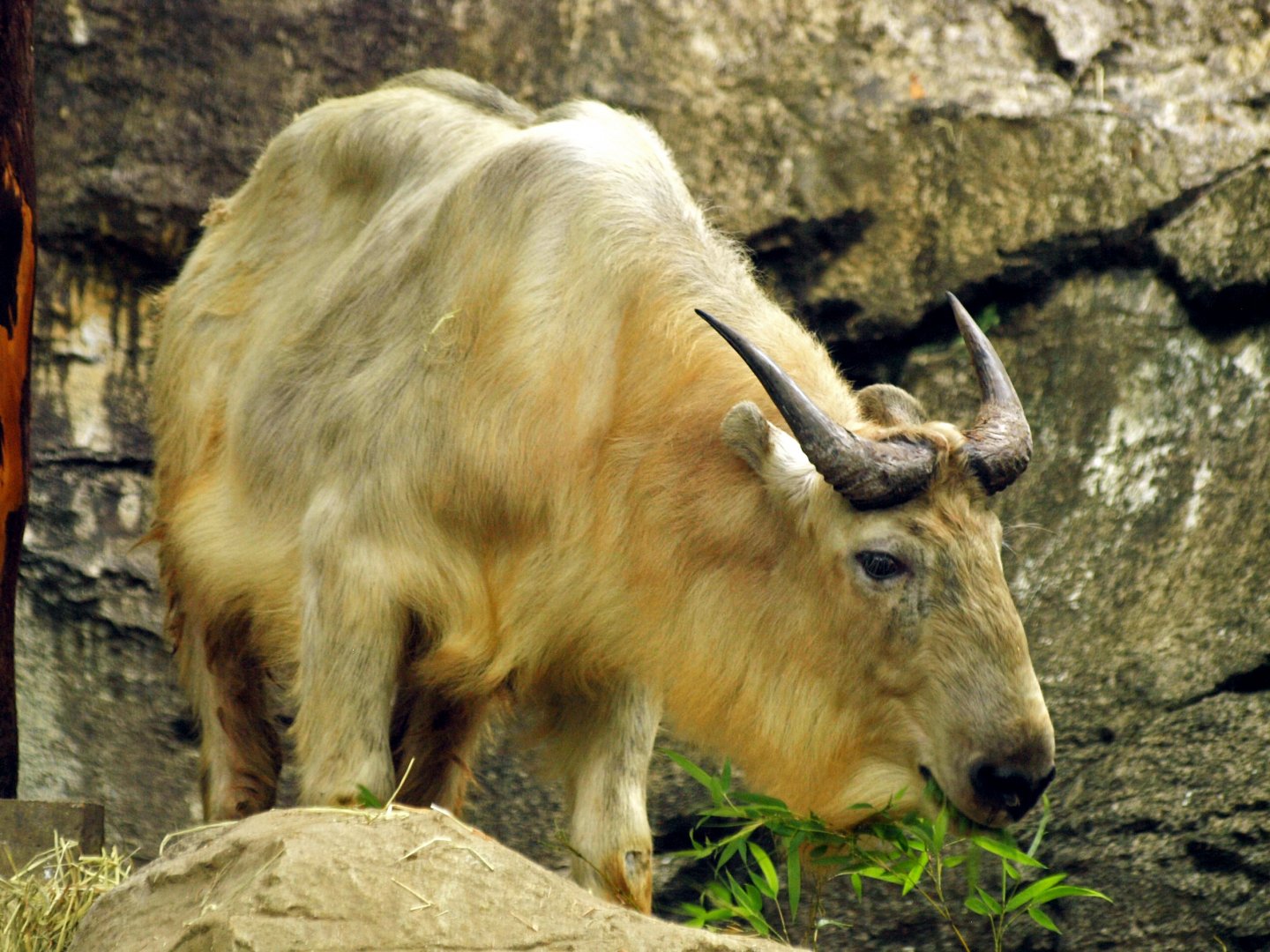 Golden takin