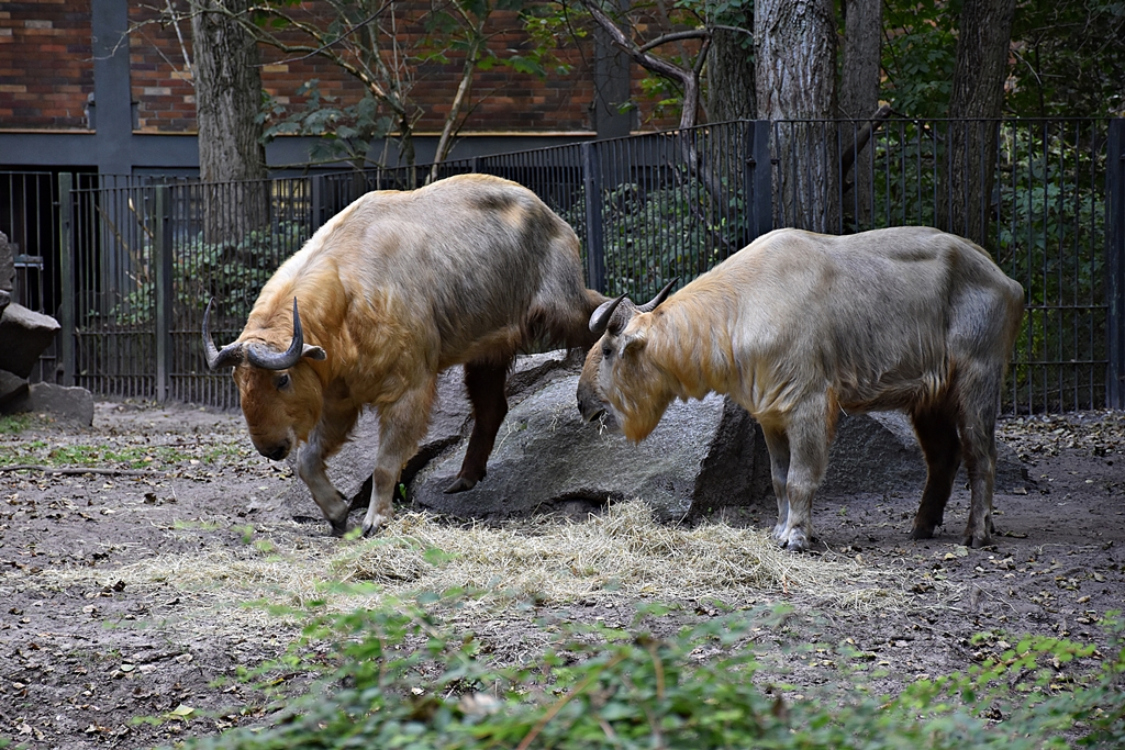 Golden takin