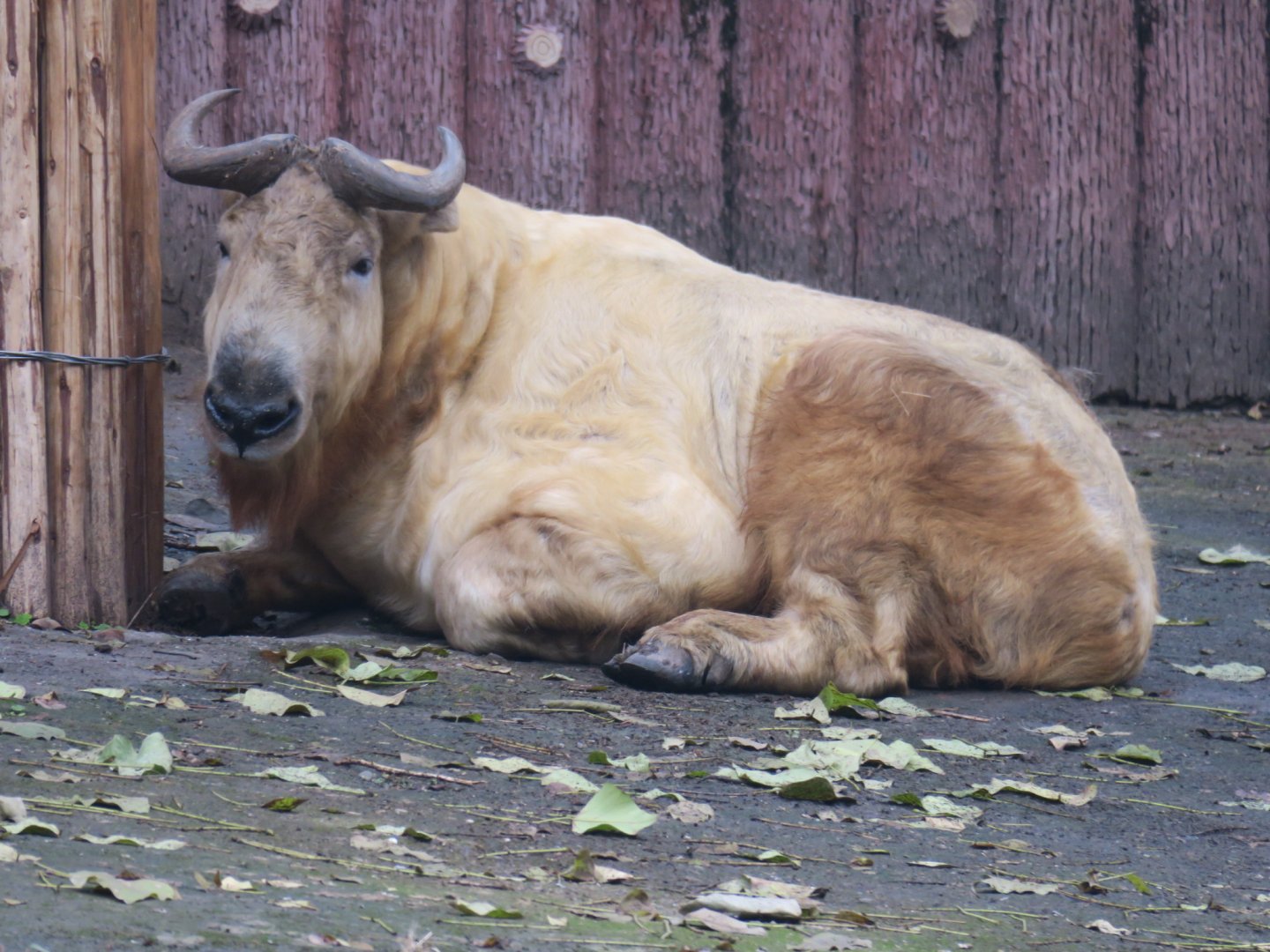 golden takin
