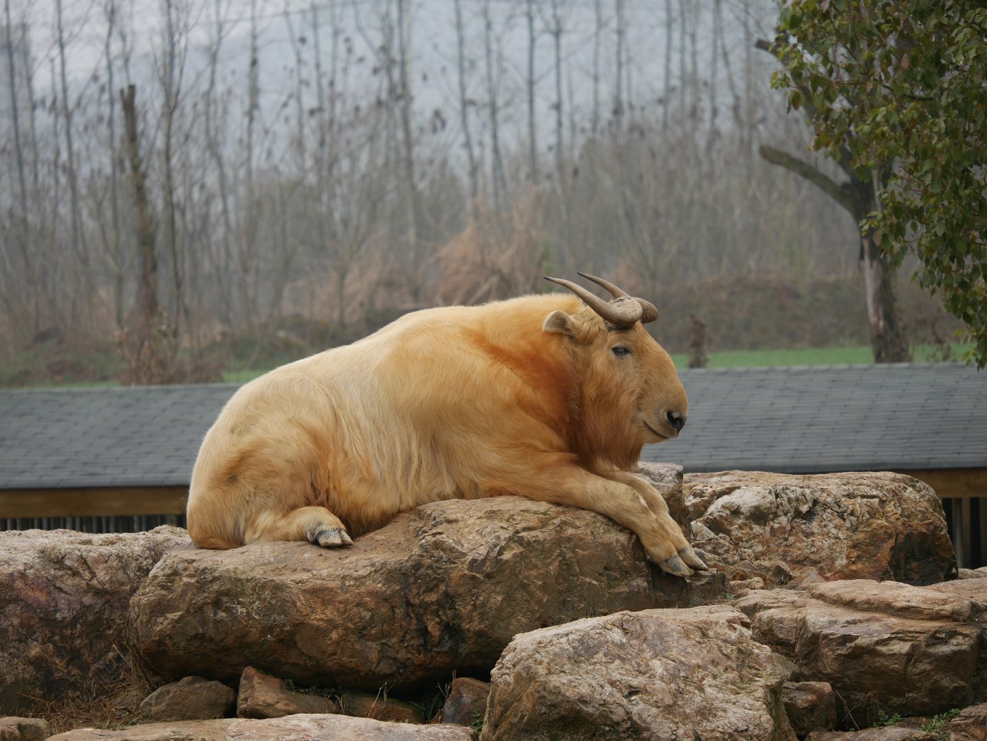 Golden Takin