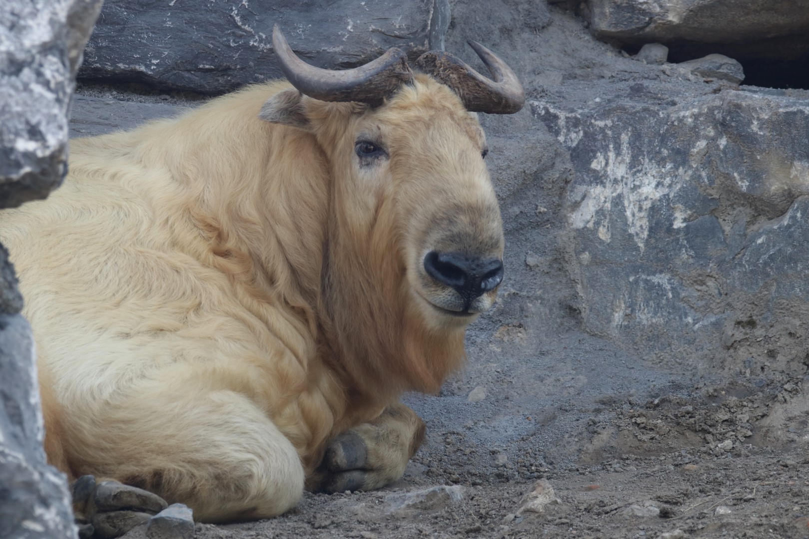 Golden takin
