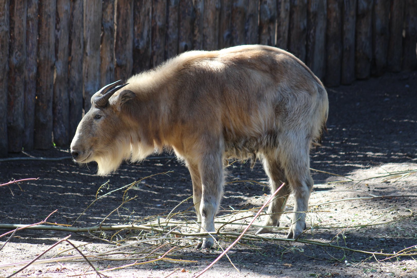 Golden Takin