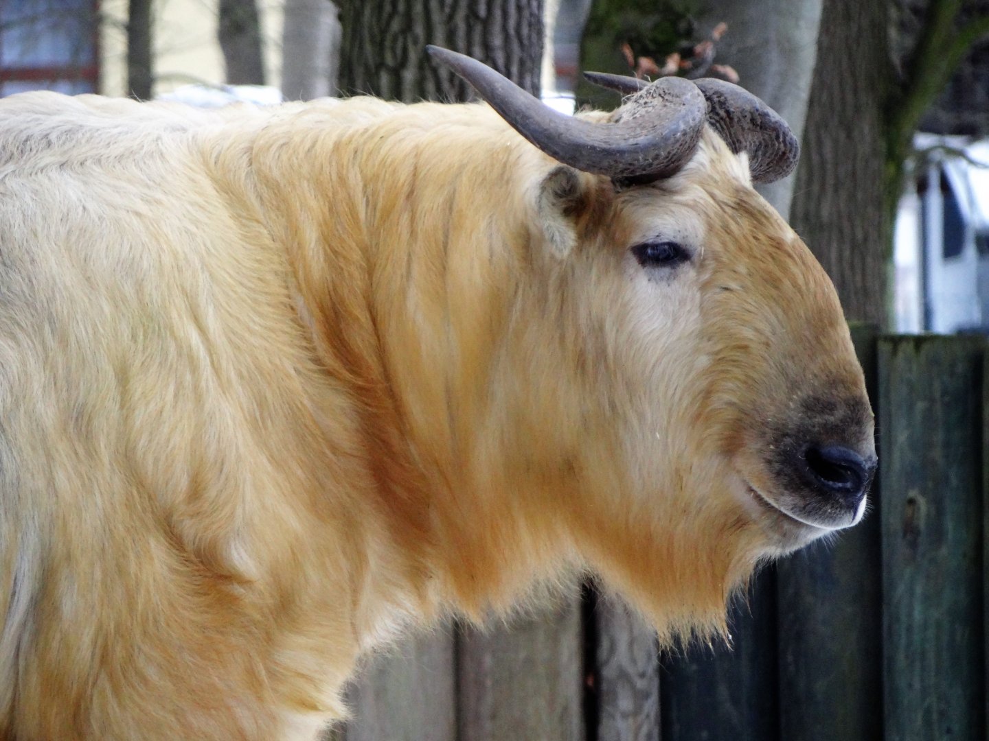 Golden Takin