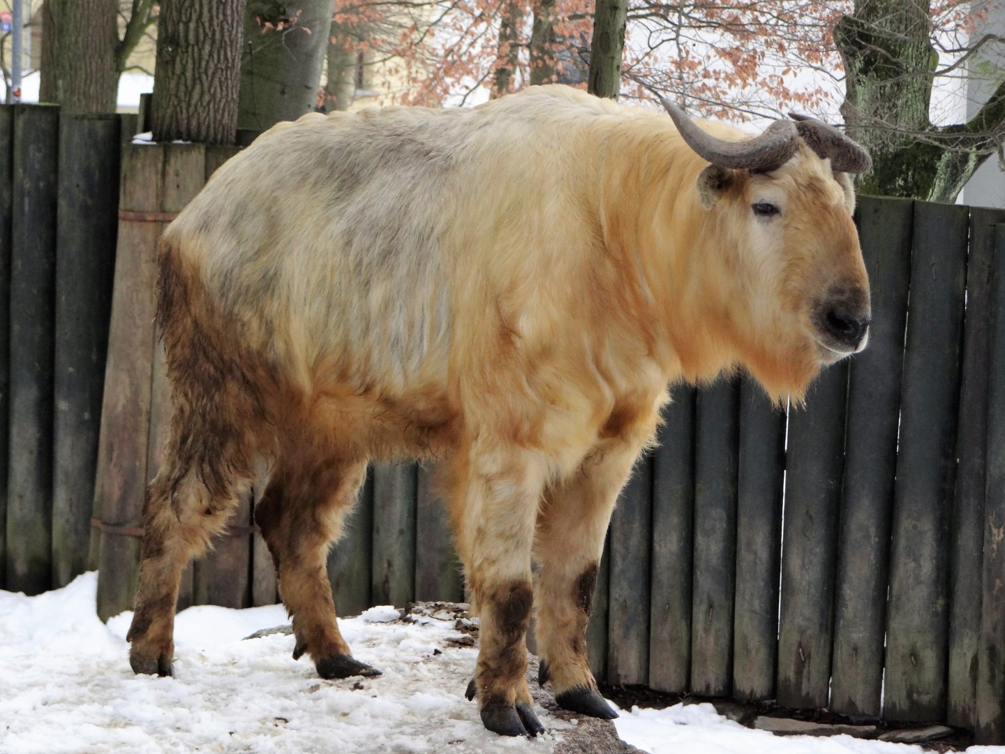 Golden takin