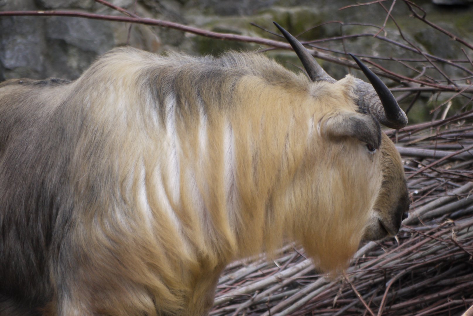 Golden Takin