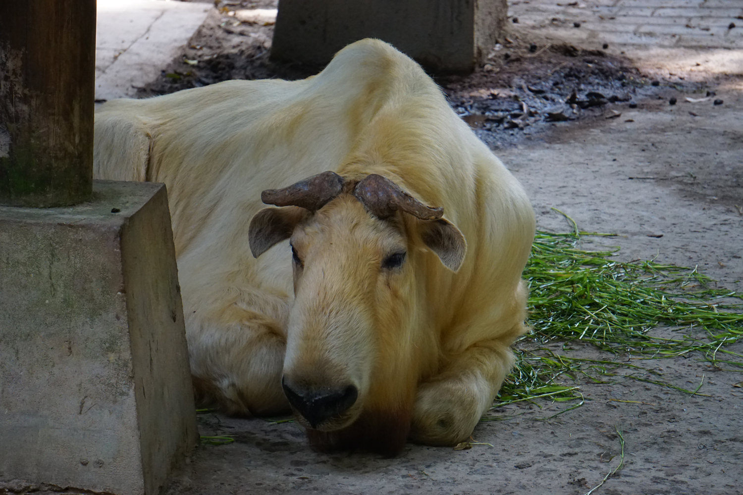 Golden takin