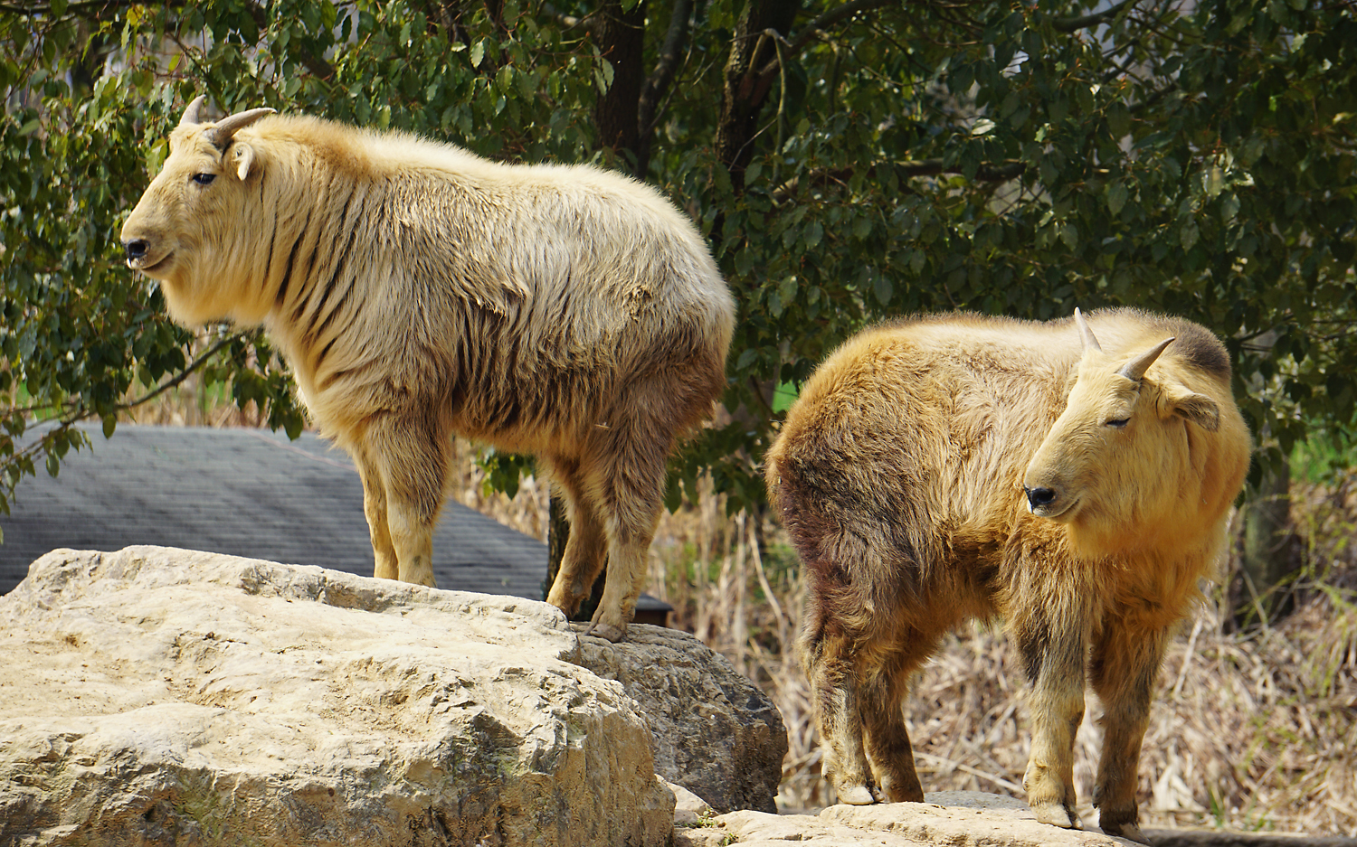 Golden takin