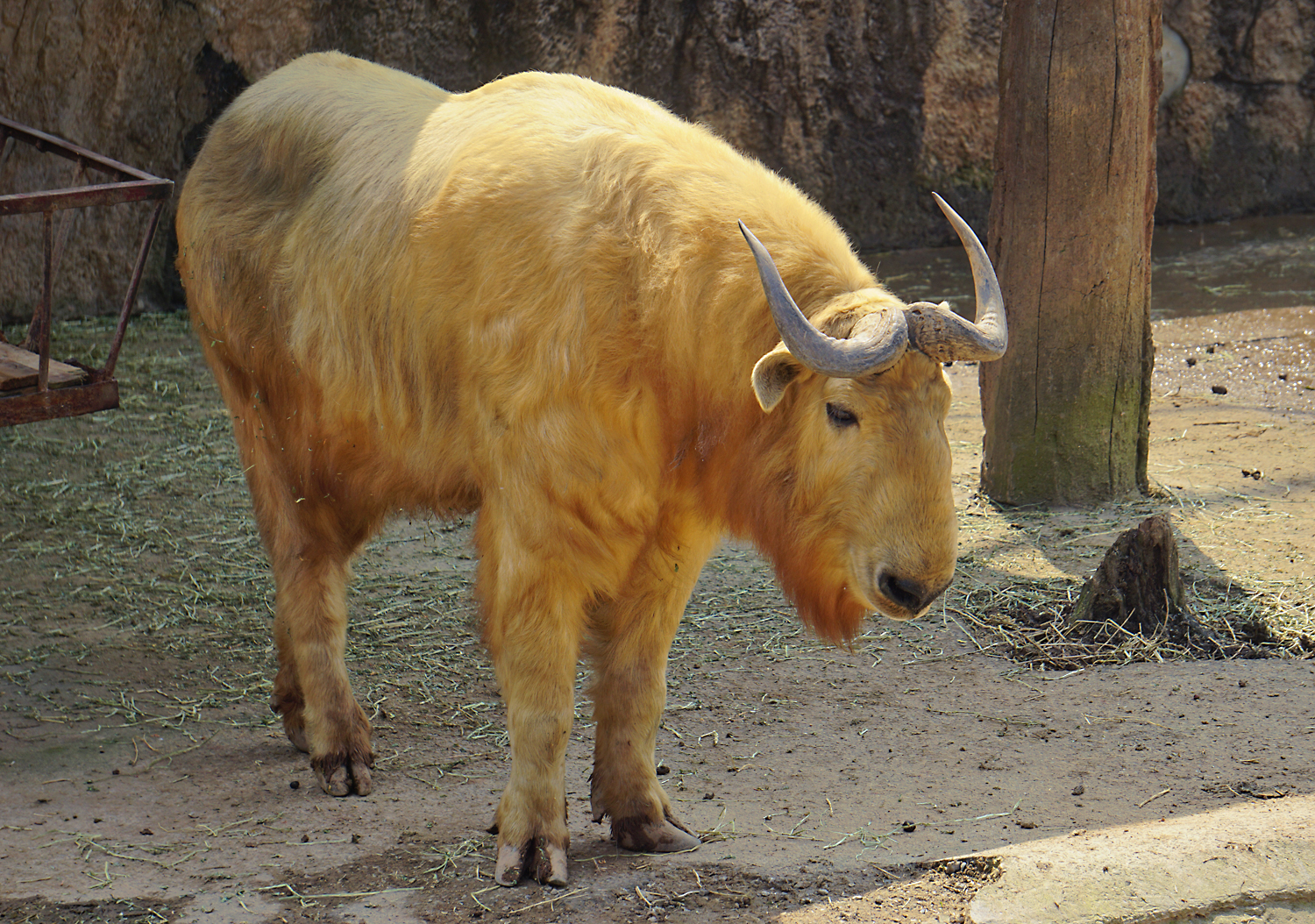 Golden takin