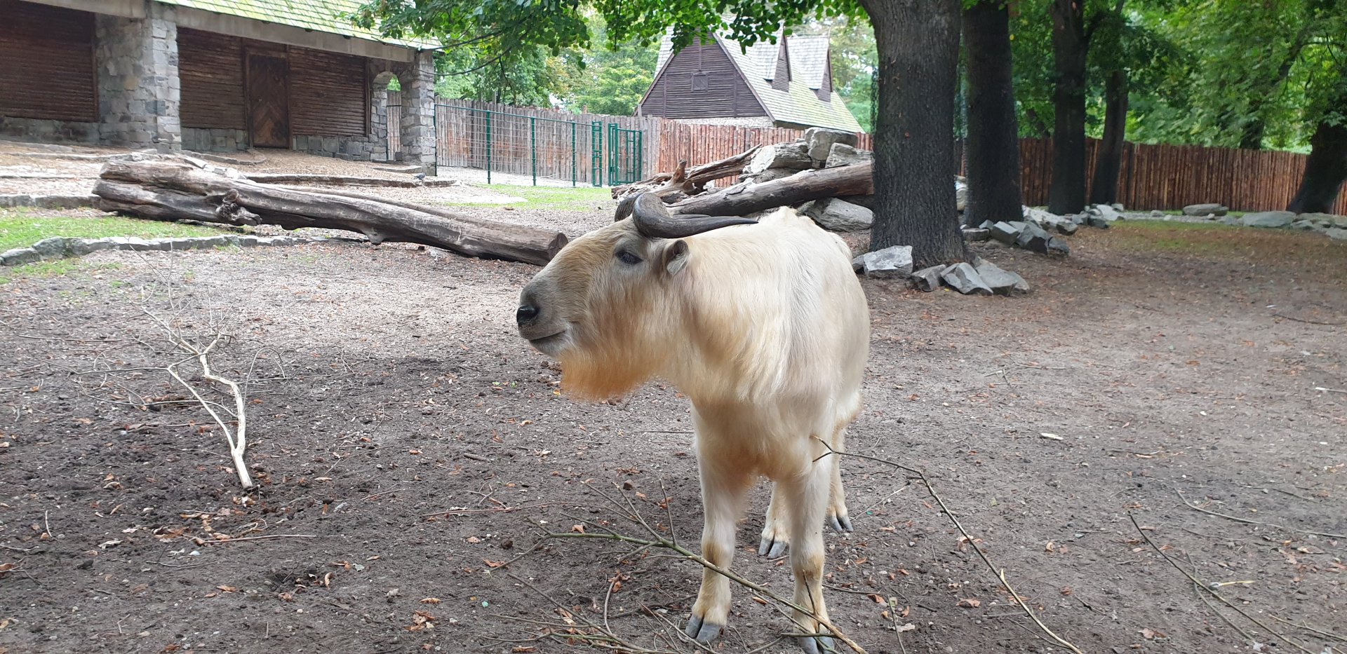 Golden Takin