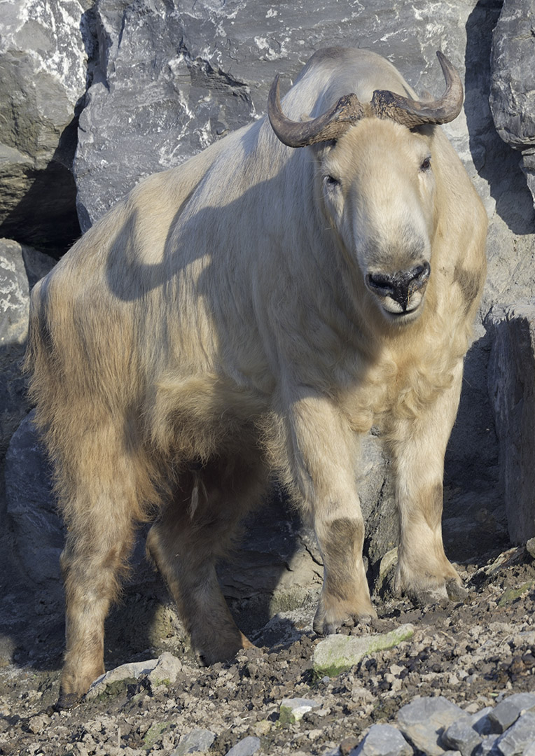 Golden takin