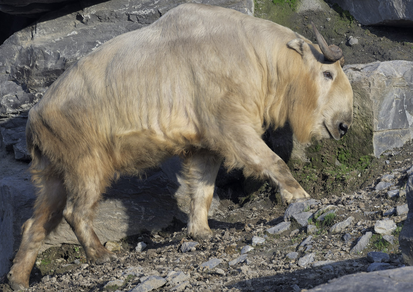Golden takin