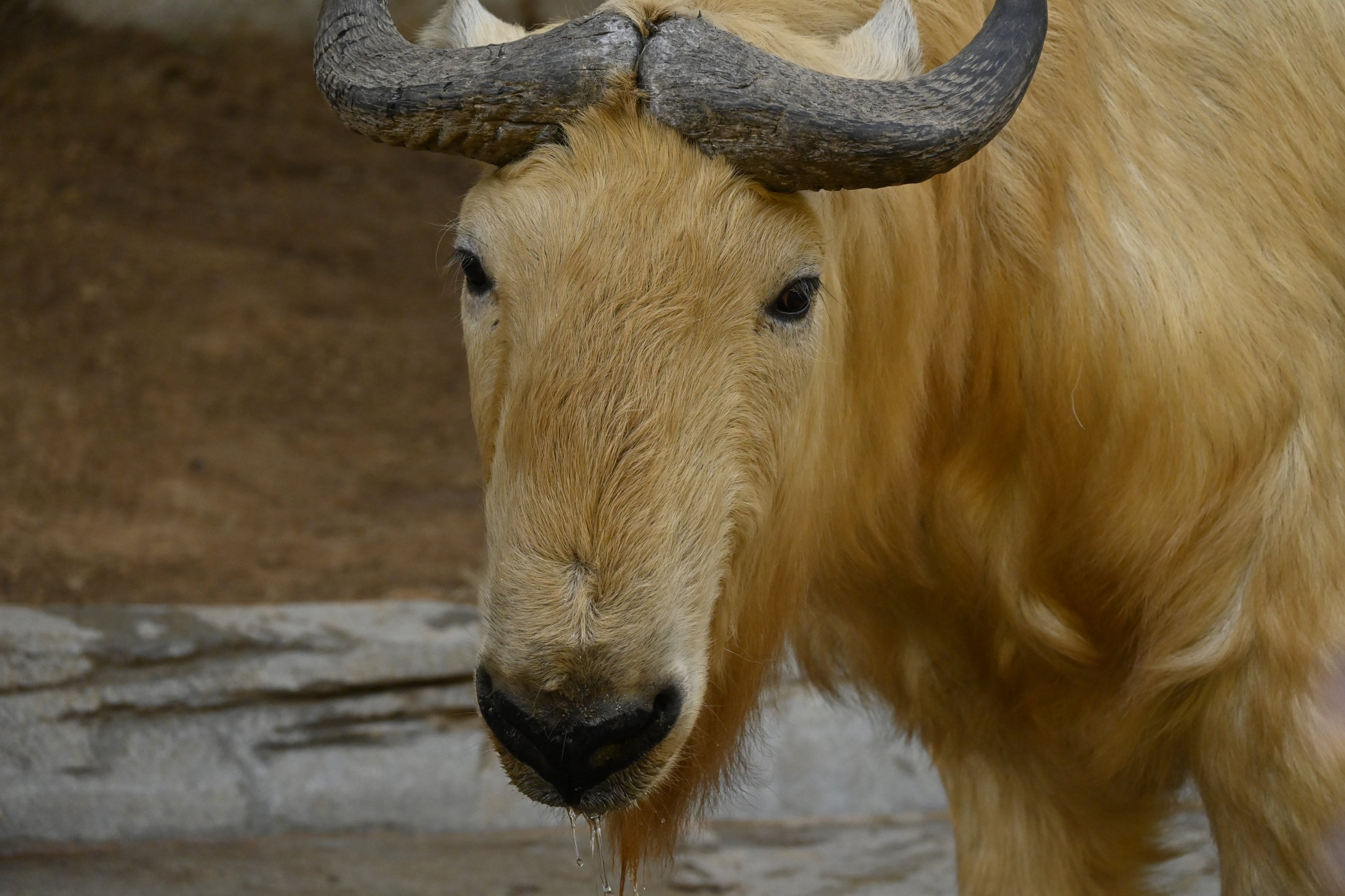 Golden Takin