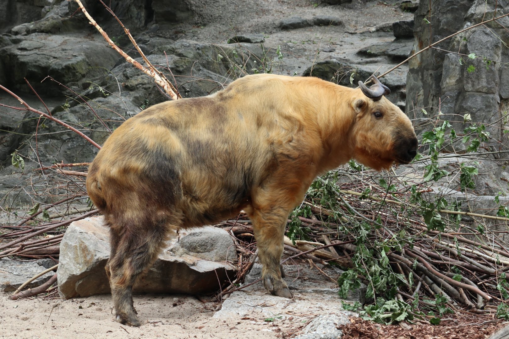 Golden Takin
