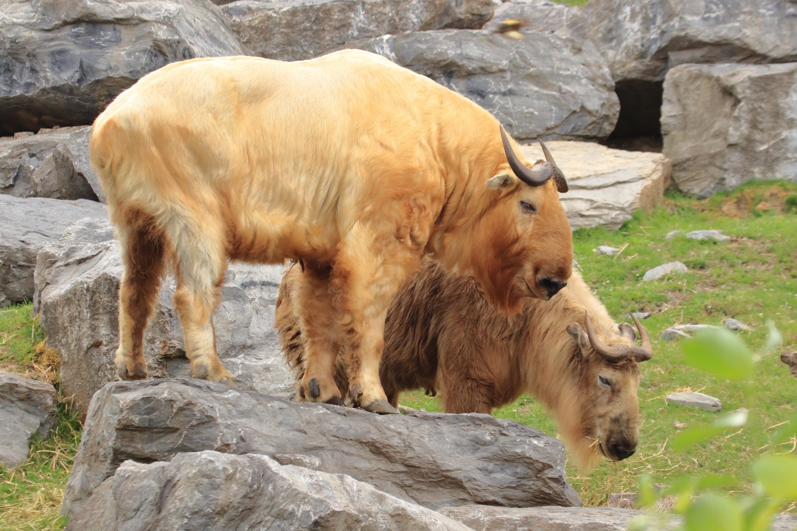 Golden takin