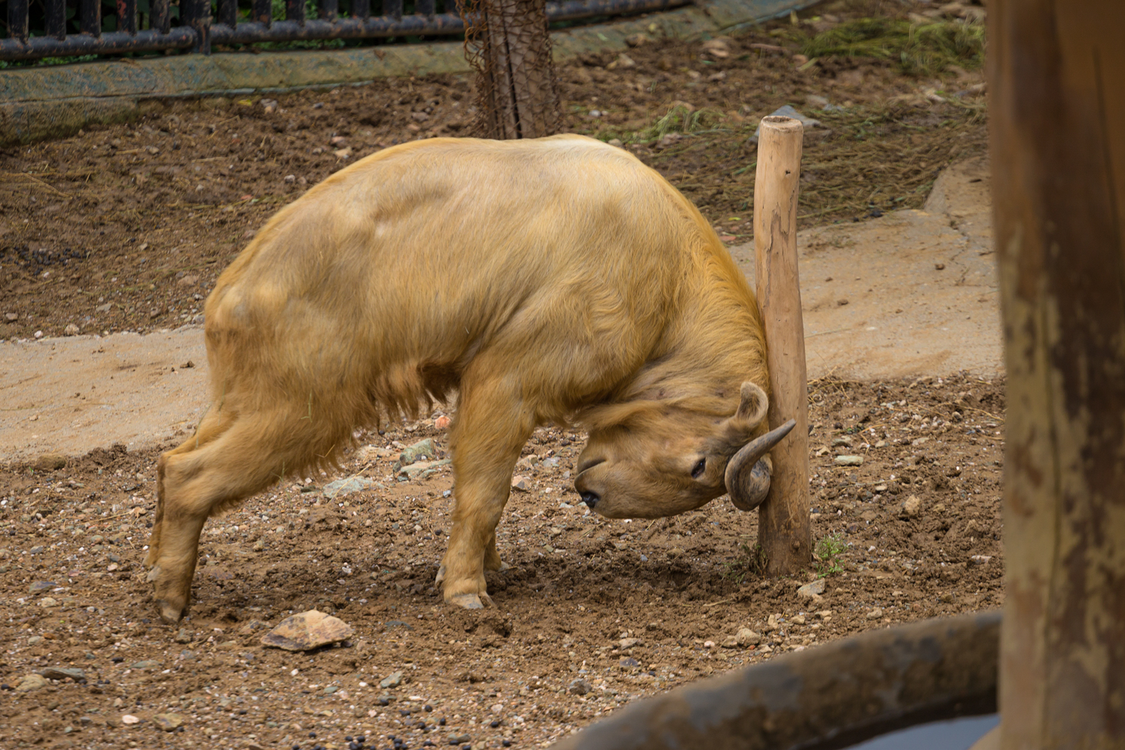 Golden takin