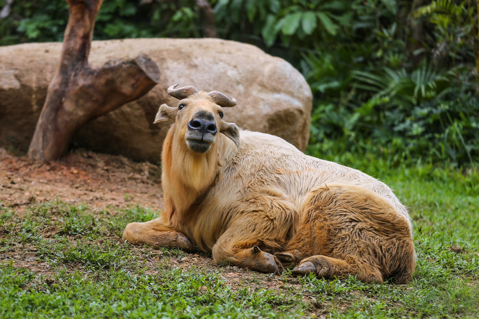 Golden takin