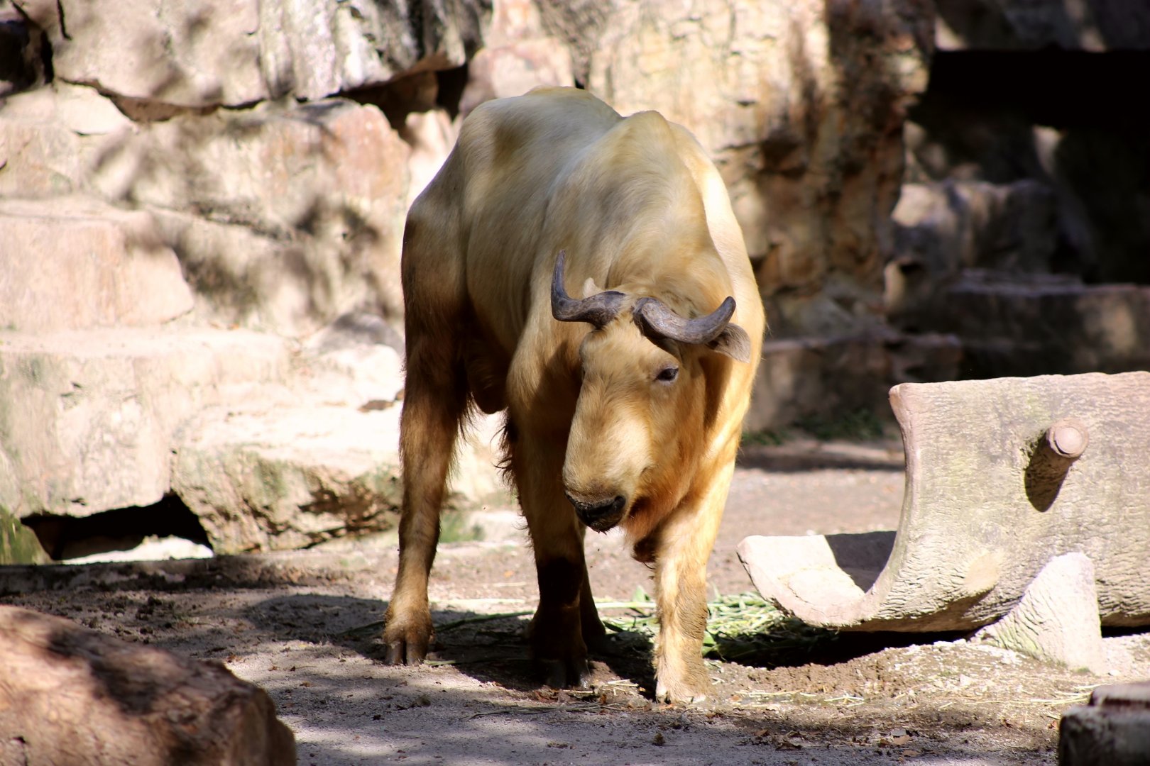 Golden Takin