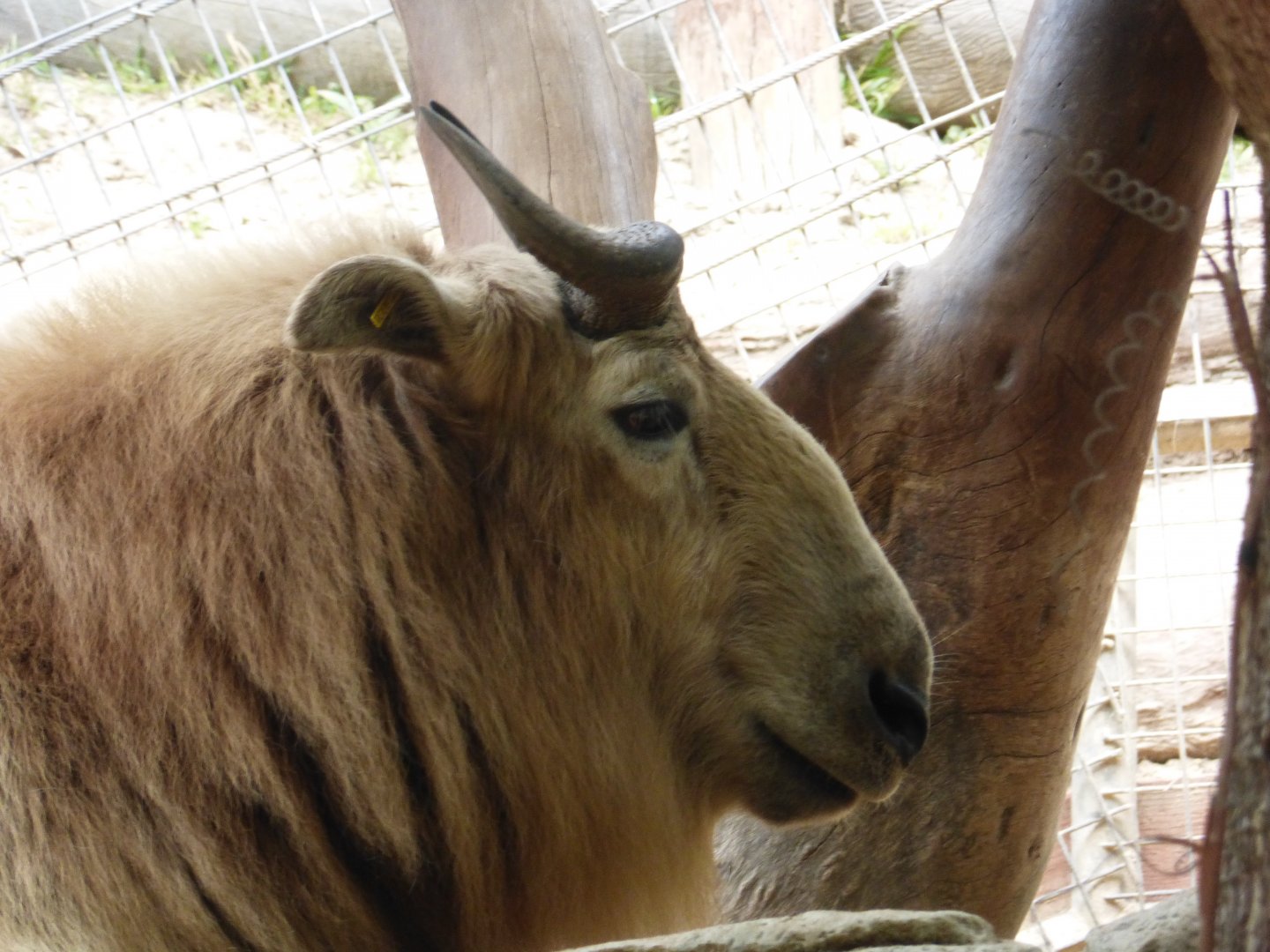 Golden takin