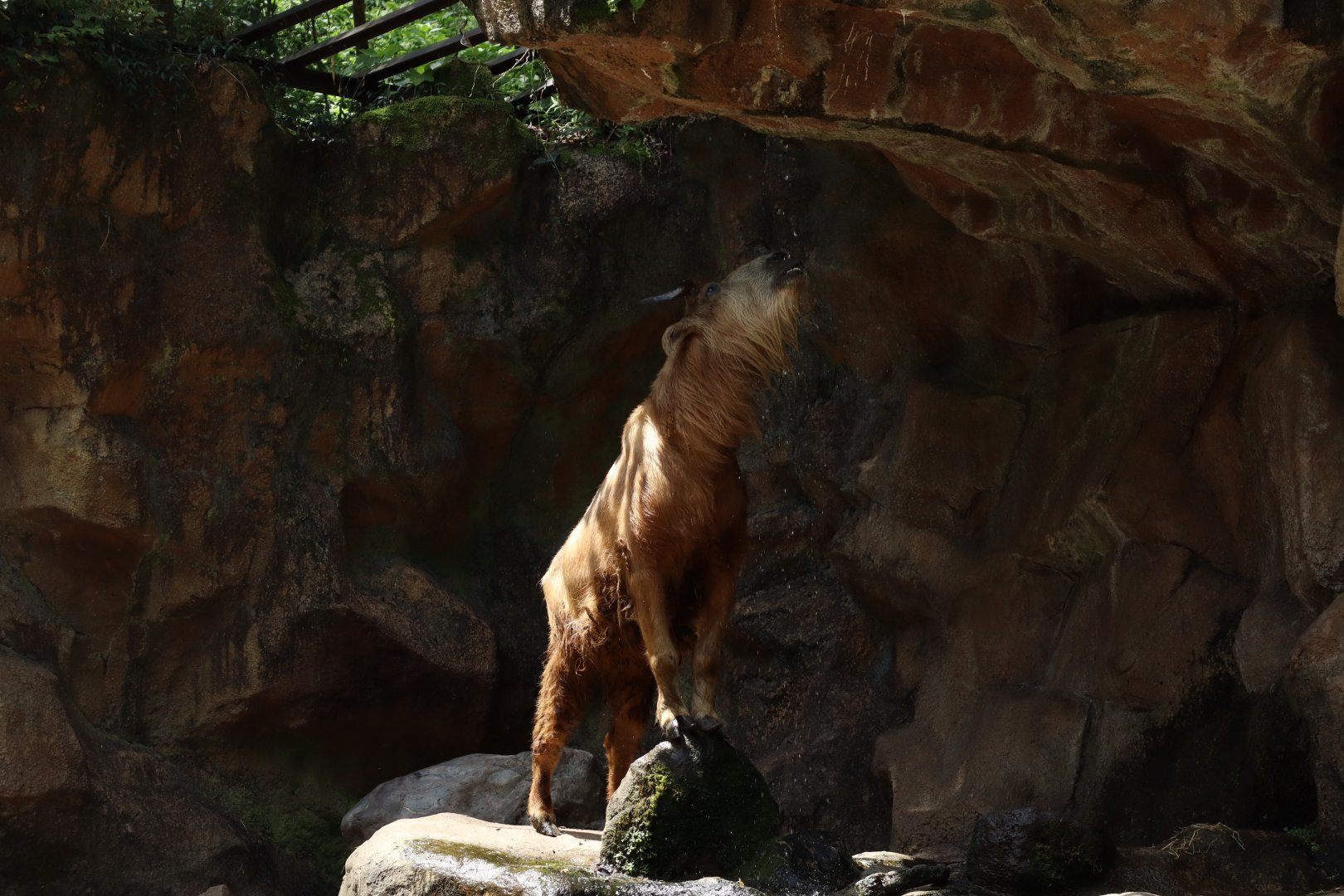 Golden Takin