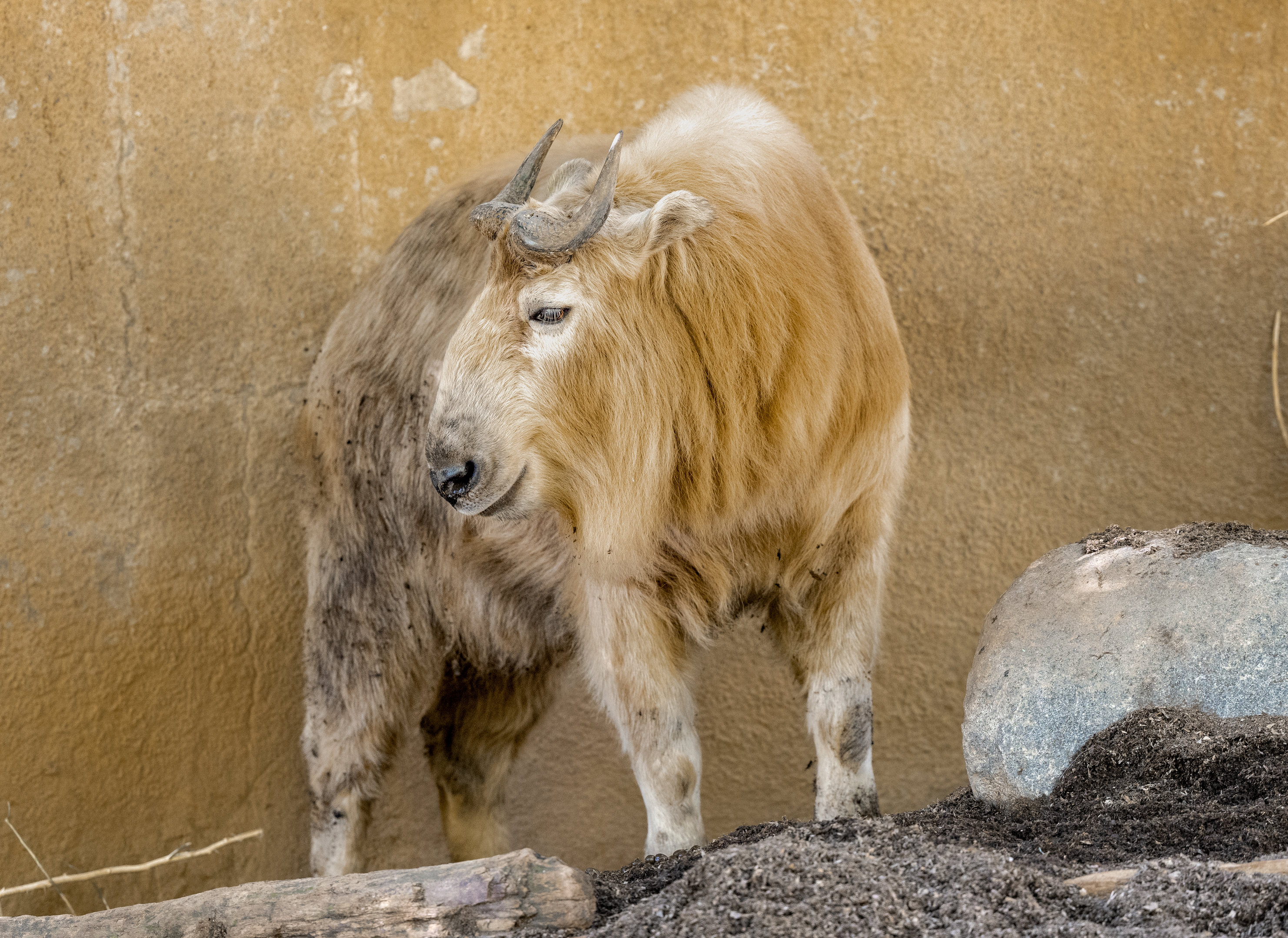 Golden Takin