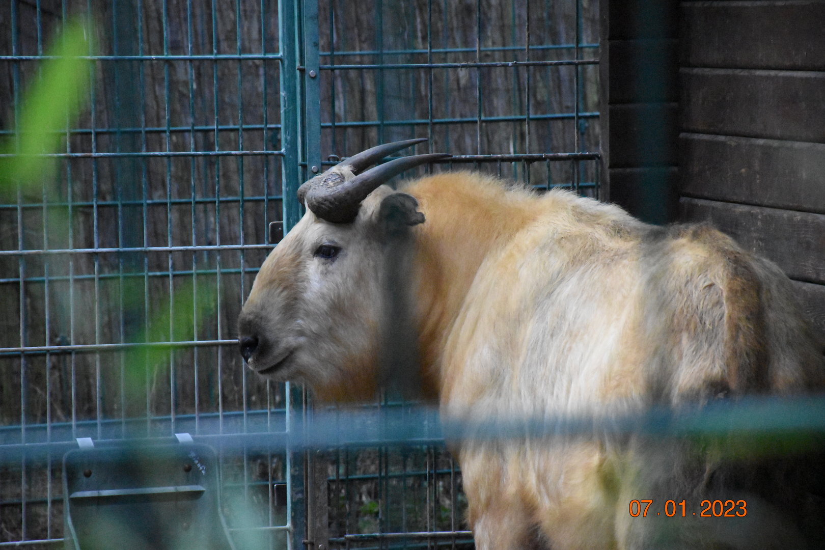 Golden takin