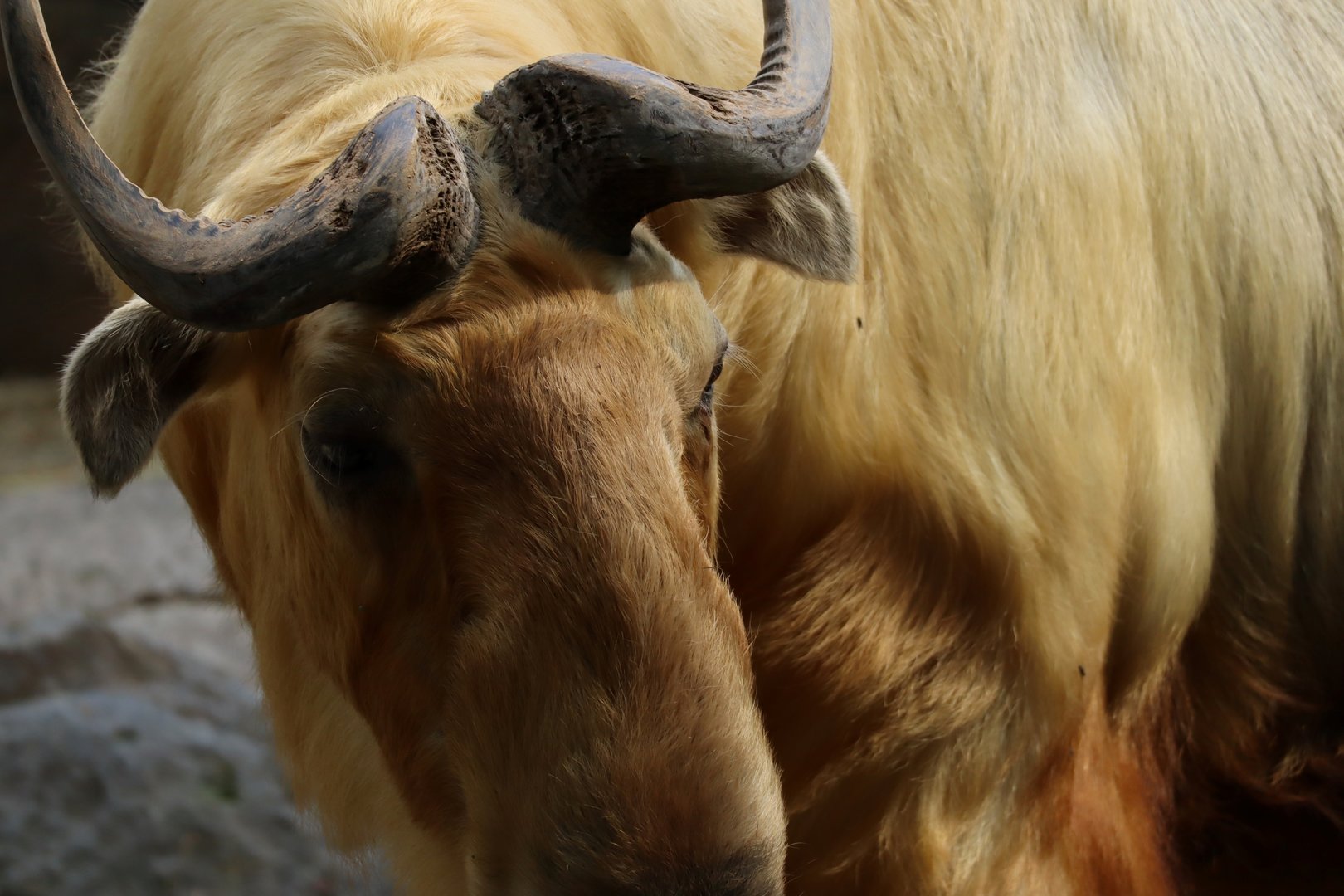 Golden Takin