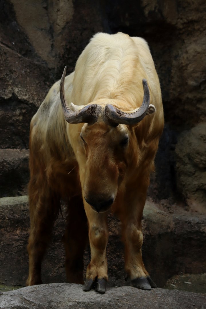 Golden Takin