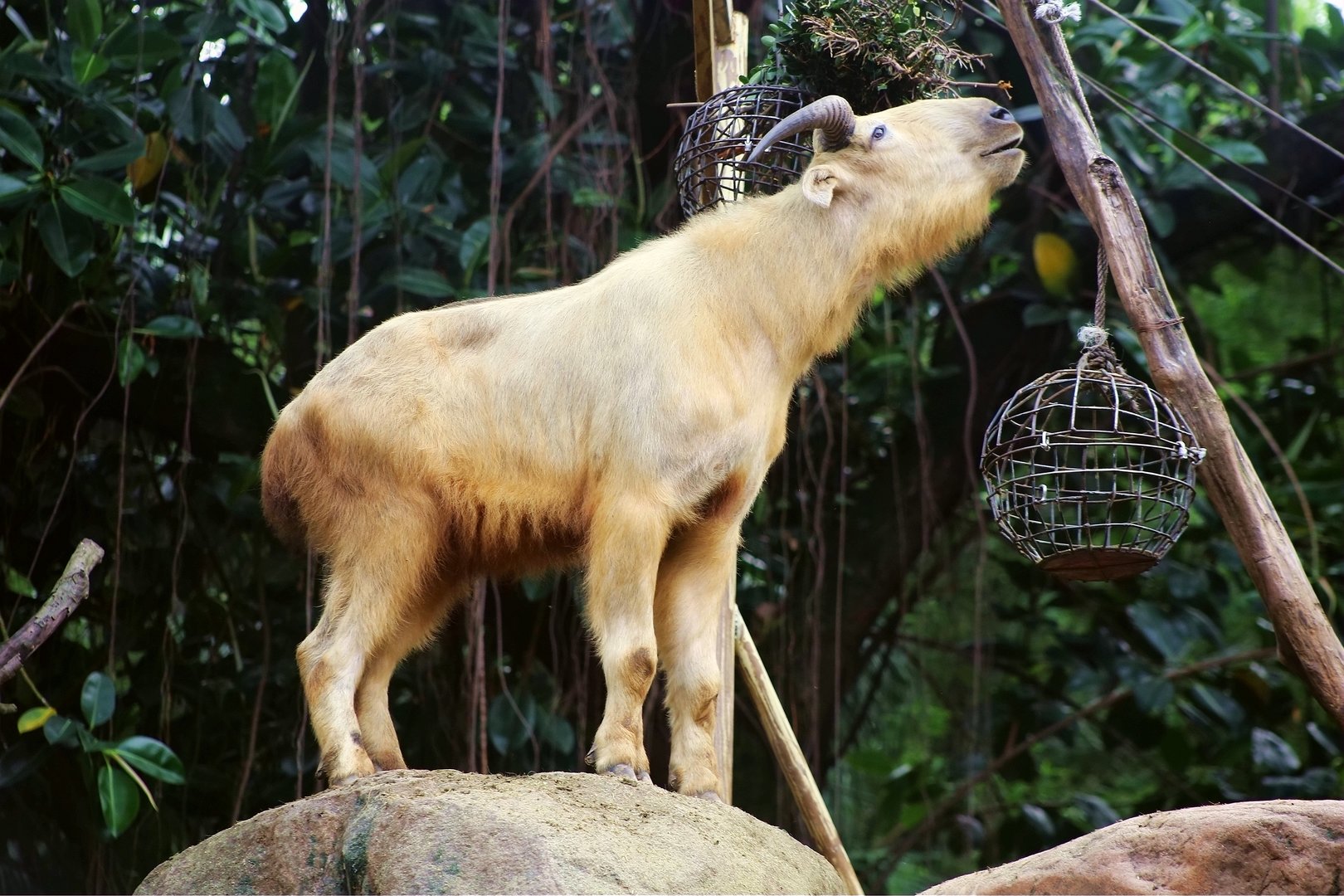 Golden Takin