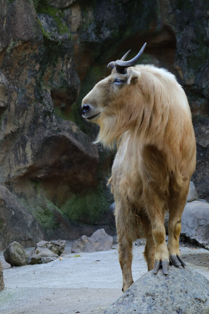 Golden takin