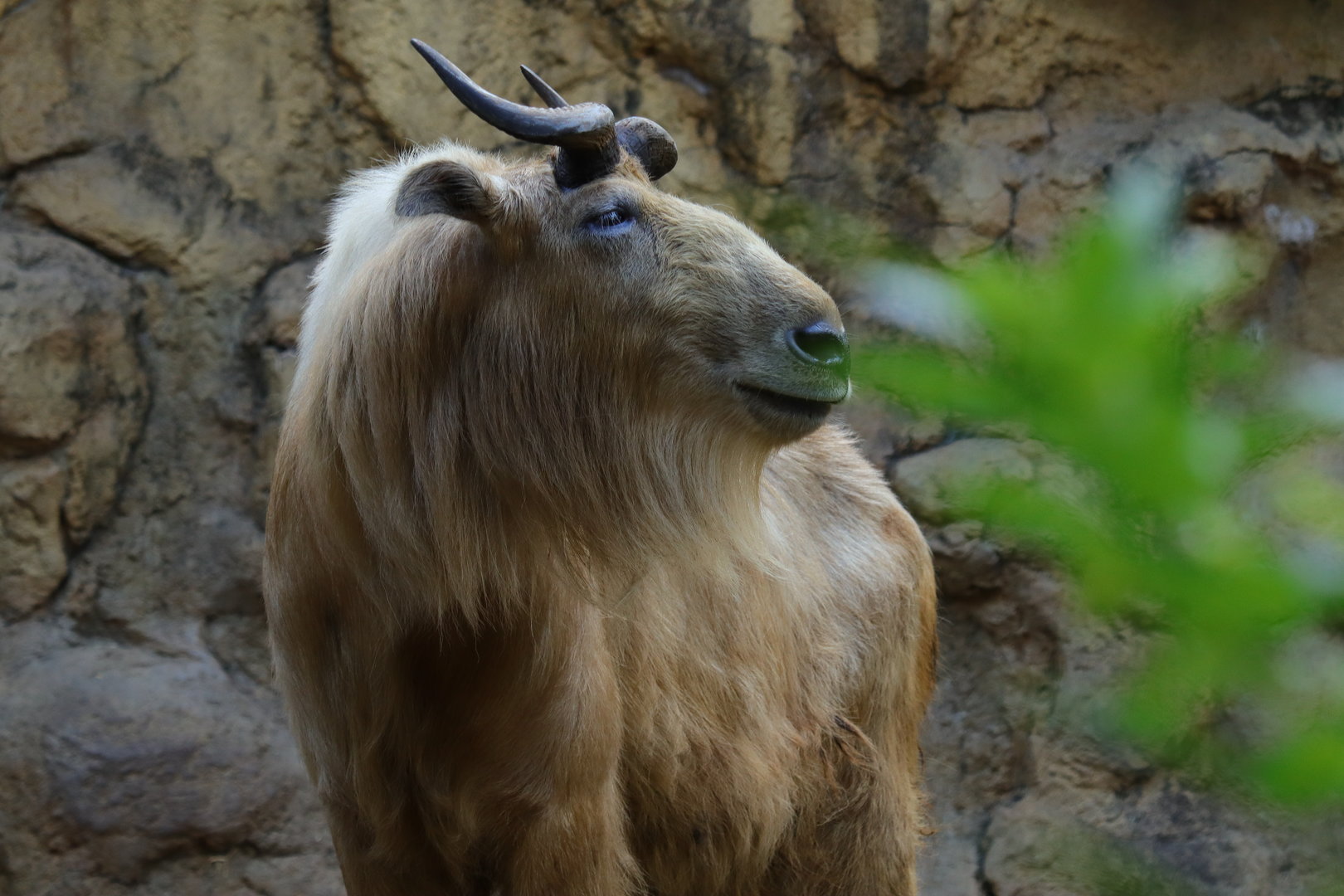 Golden takin