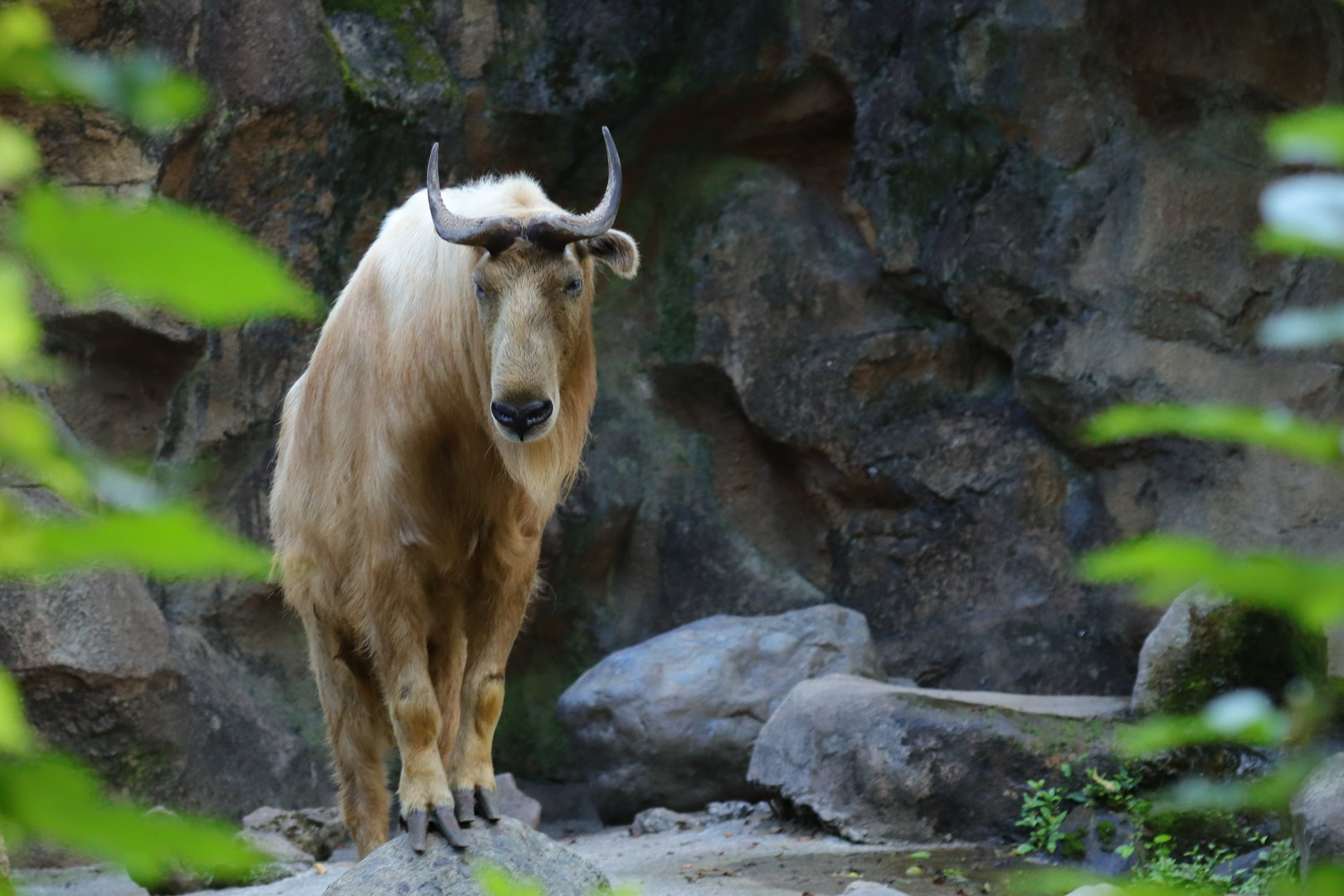 Golden takin