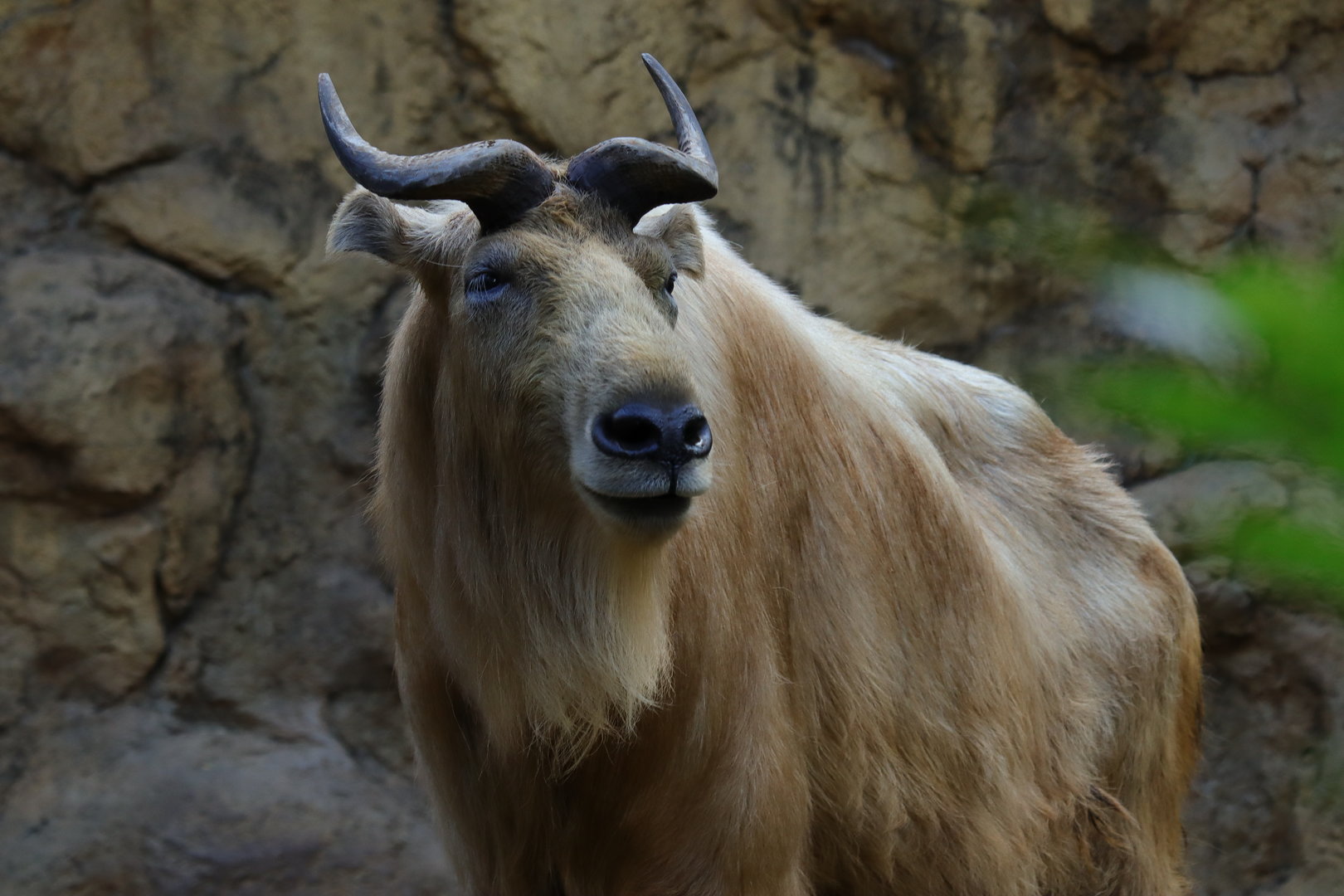 Golden takin