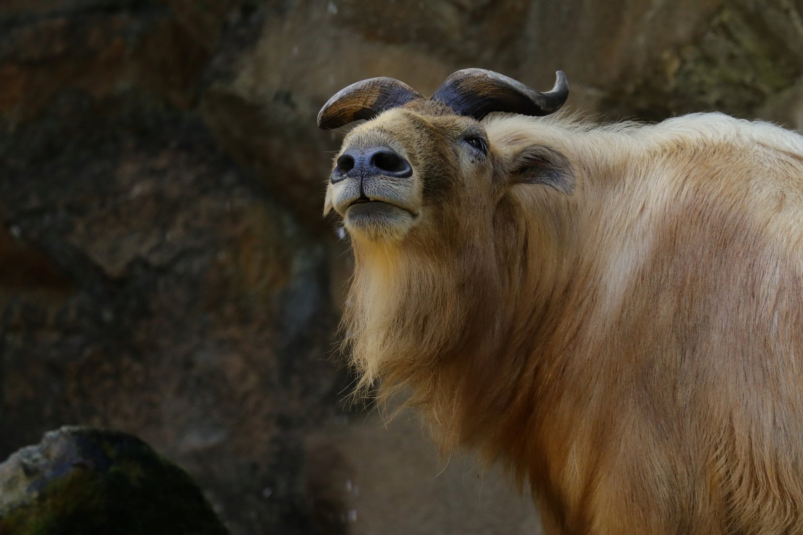 Golden takin