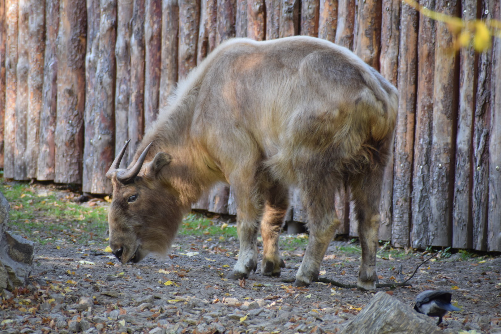 Golden takin