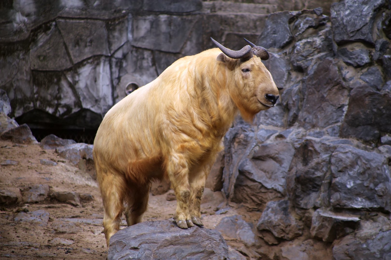 Golden Takin