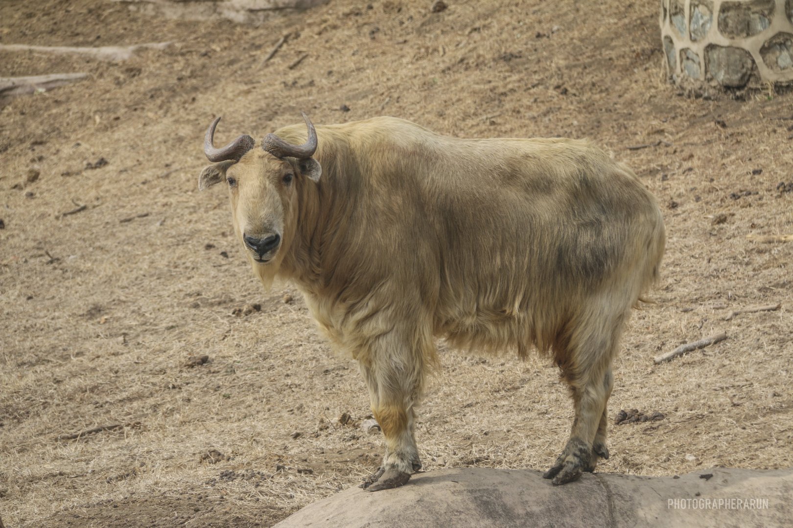 golden takin